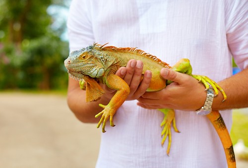 Exotic Pet services  Hutchinson, KS