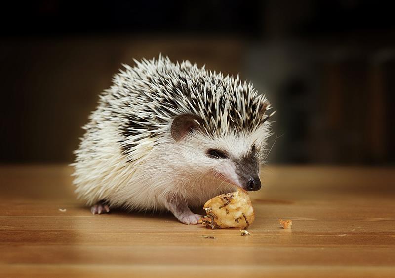 Pocket Pet services  Hutchinson, KS