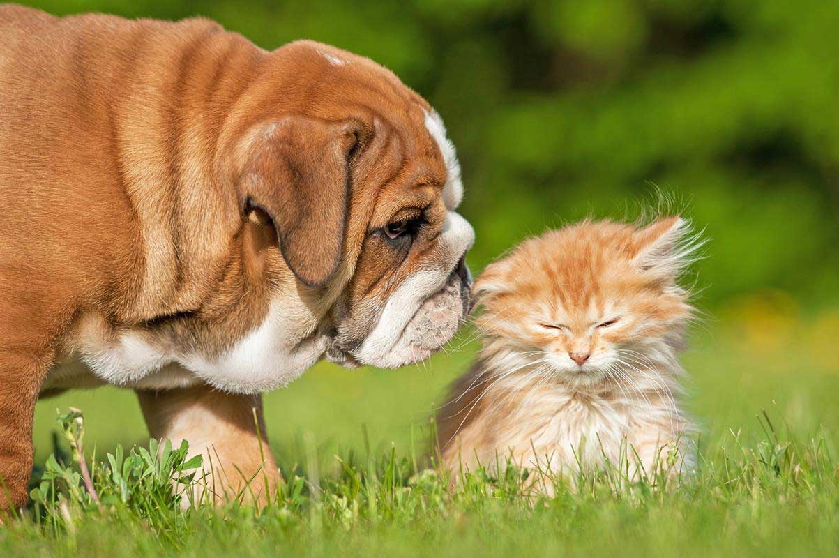 Puppy & Kitten Care  Hutchinson, KS