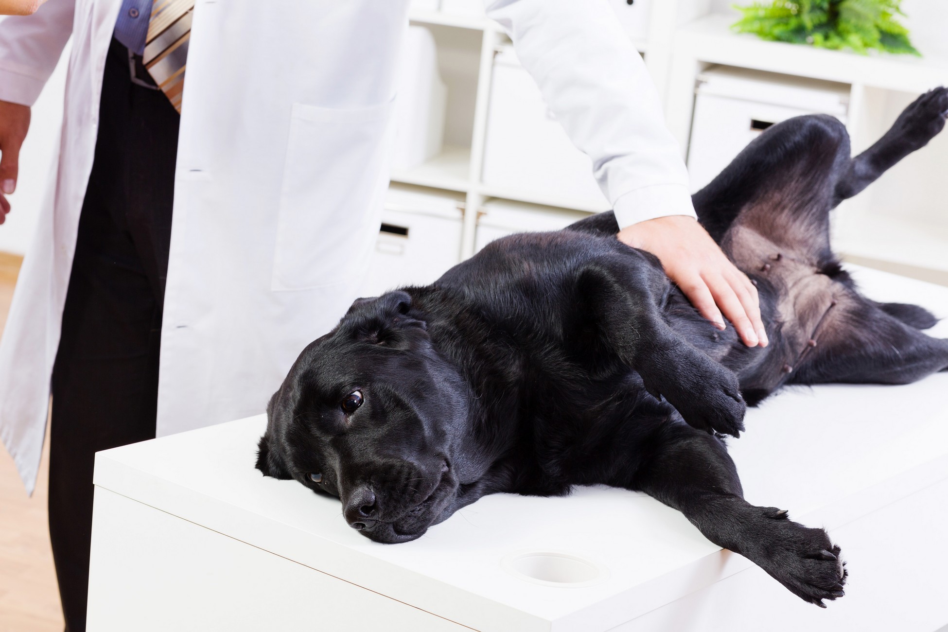 Wellness Exams  Hutchinson, KS